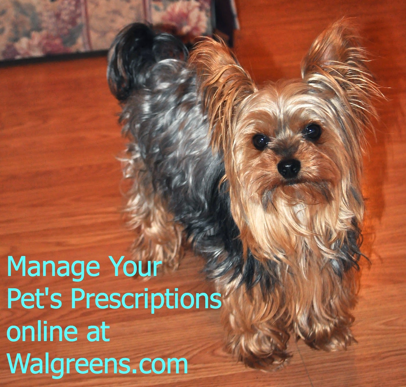 walgreens pet meds