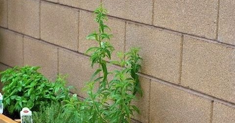 All About Women's Things: Herb Garden Plans - Easy Steps for the Herb