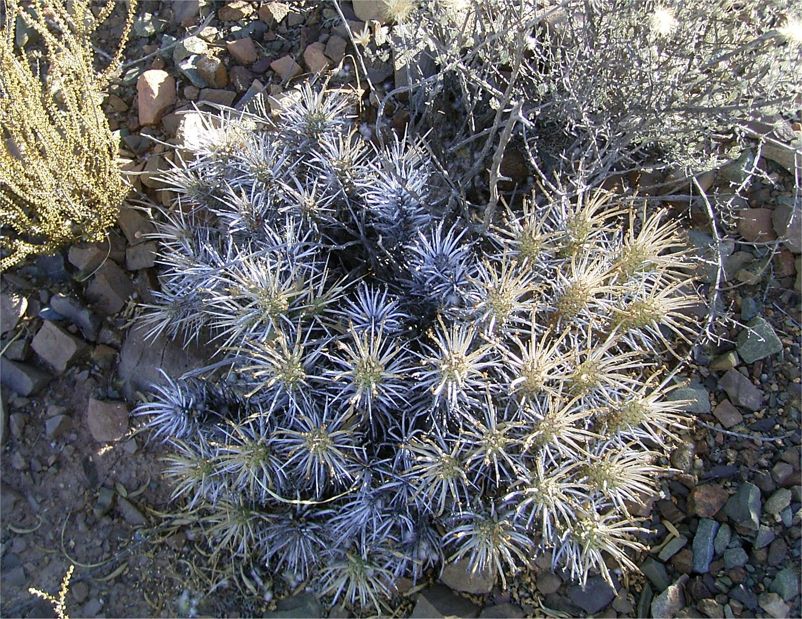 Euphorbia eustacei habitat