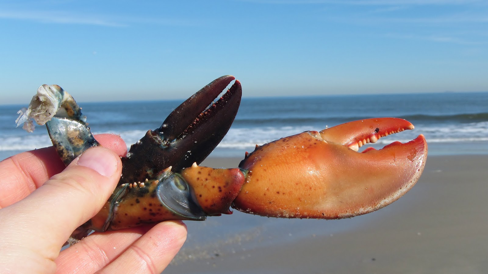 Nature on the Edge of New York City Do Lobsters Live in New York Harbor?
