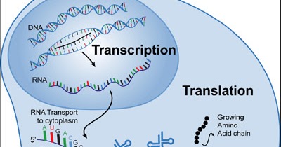 ap biology for dummies translation translation and transcription