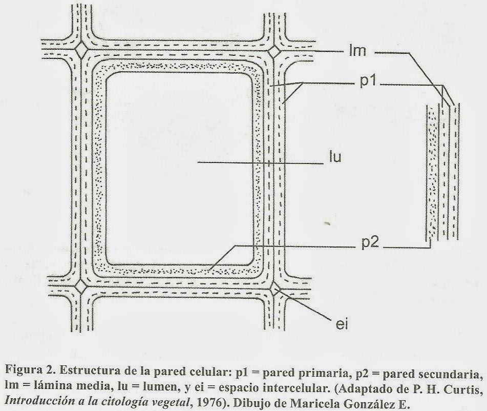 Apuntes De Fisiologia Vegetal Agosto 2012