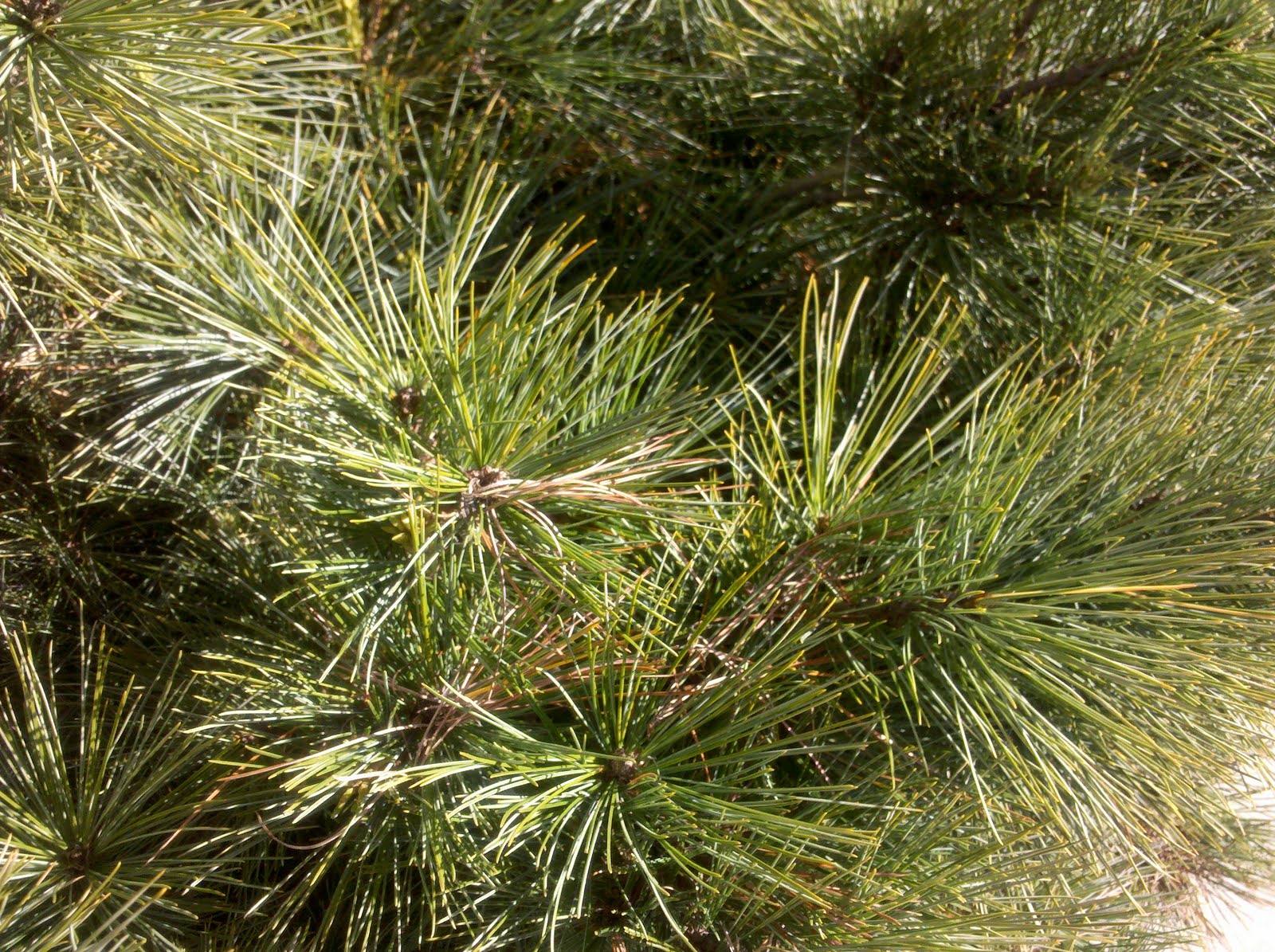 Doing Things Wild edibles; Pine needles