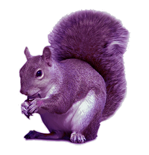 TPP Charity Recruitment - purple squirrel TPP Charity Recruitment - purple squirrel