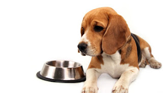 Proper Dog Nutrition Information Proper Dog Nutrition Information