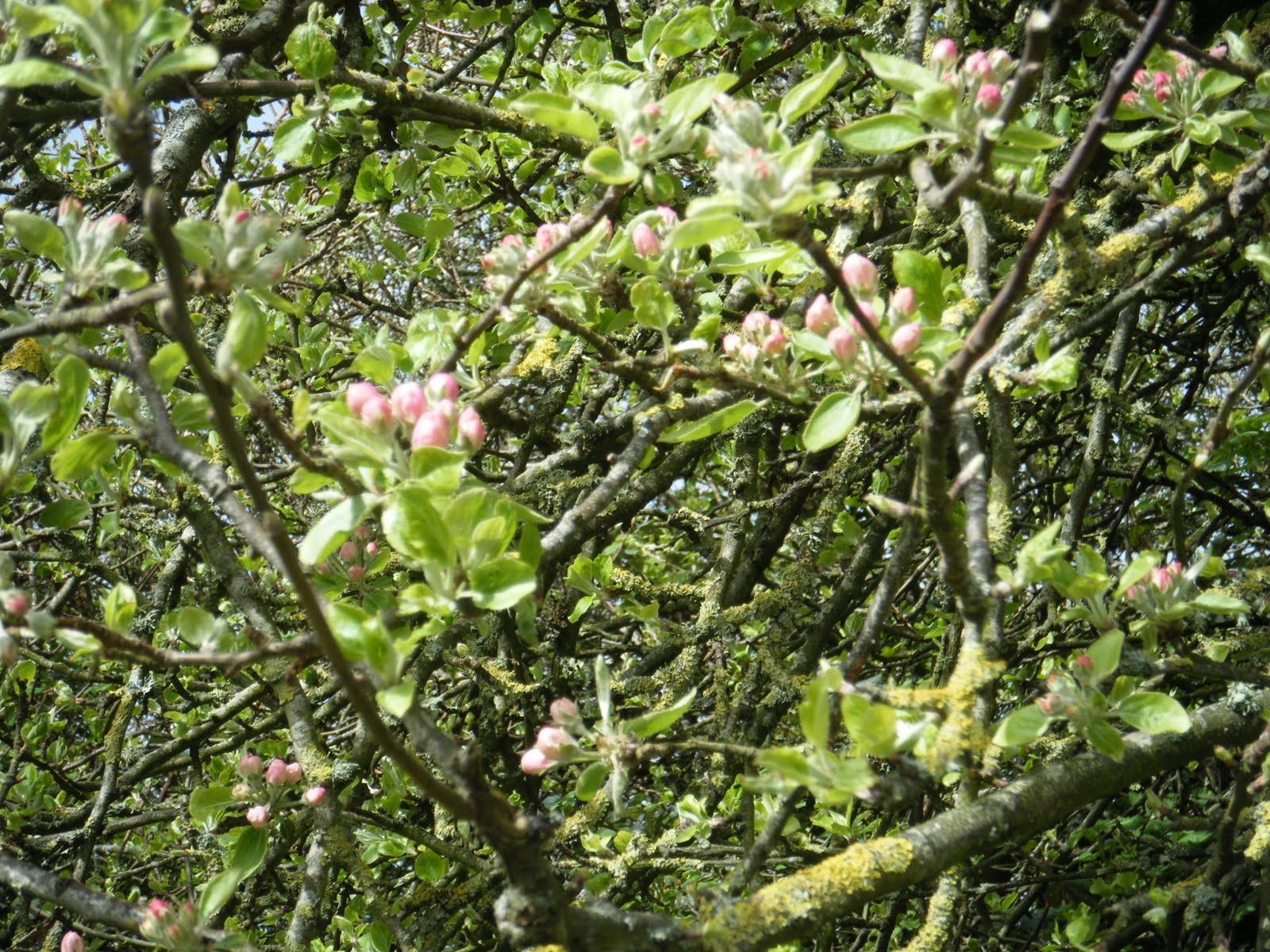 ann studiohyde The wild apple tree
