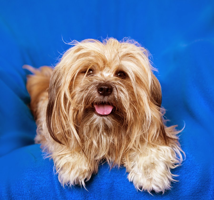 Do Dogs Prefer Routine