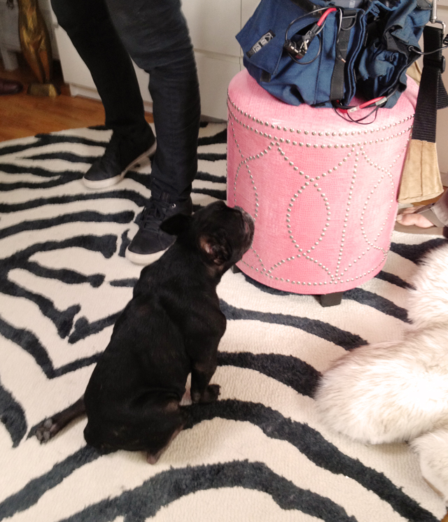 french bulldog