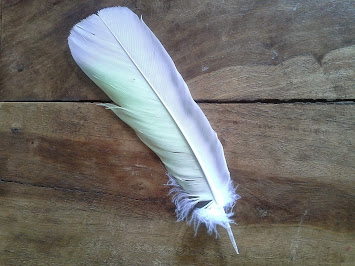 A feather for the garden
