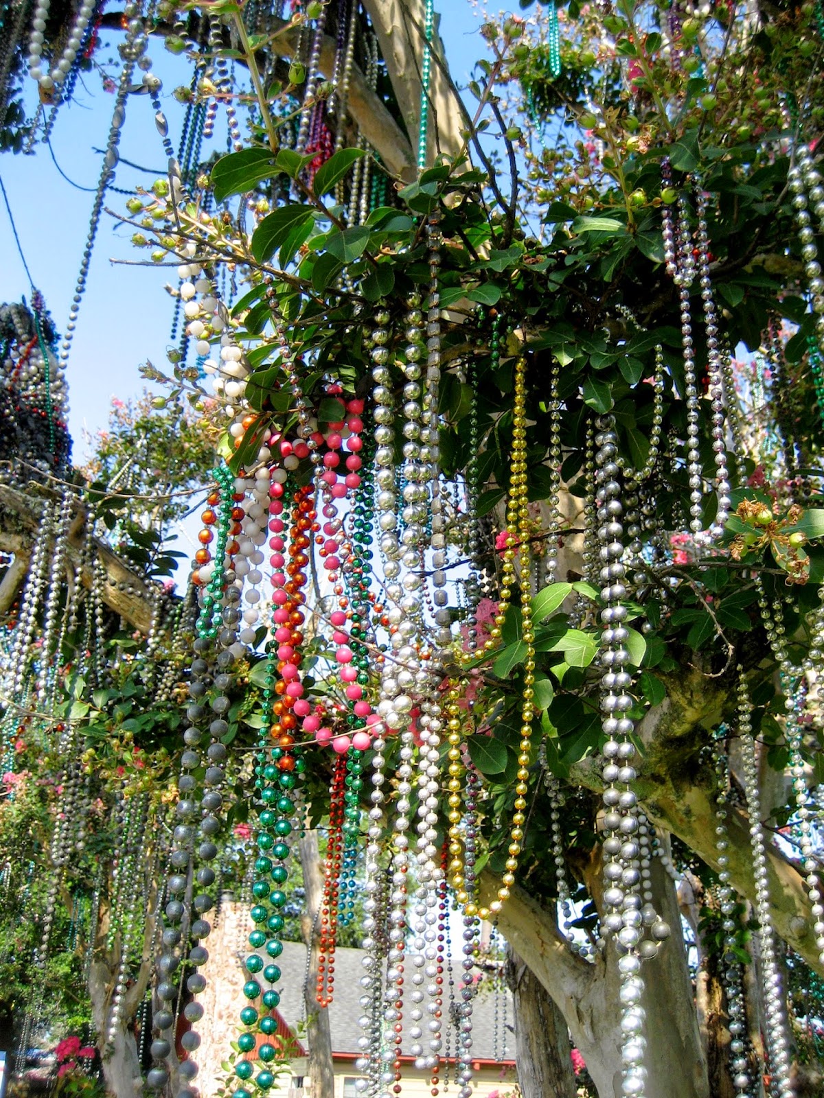 pictures of mardi gras trees