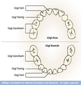Gigi Susu - Viandra Blog