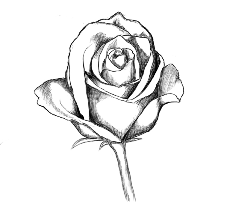 drawing rose