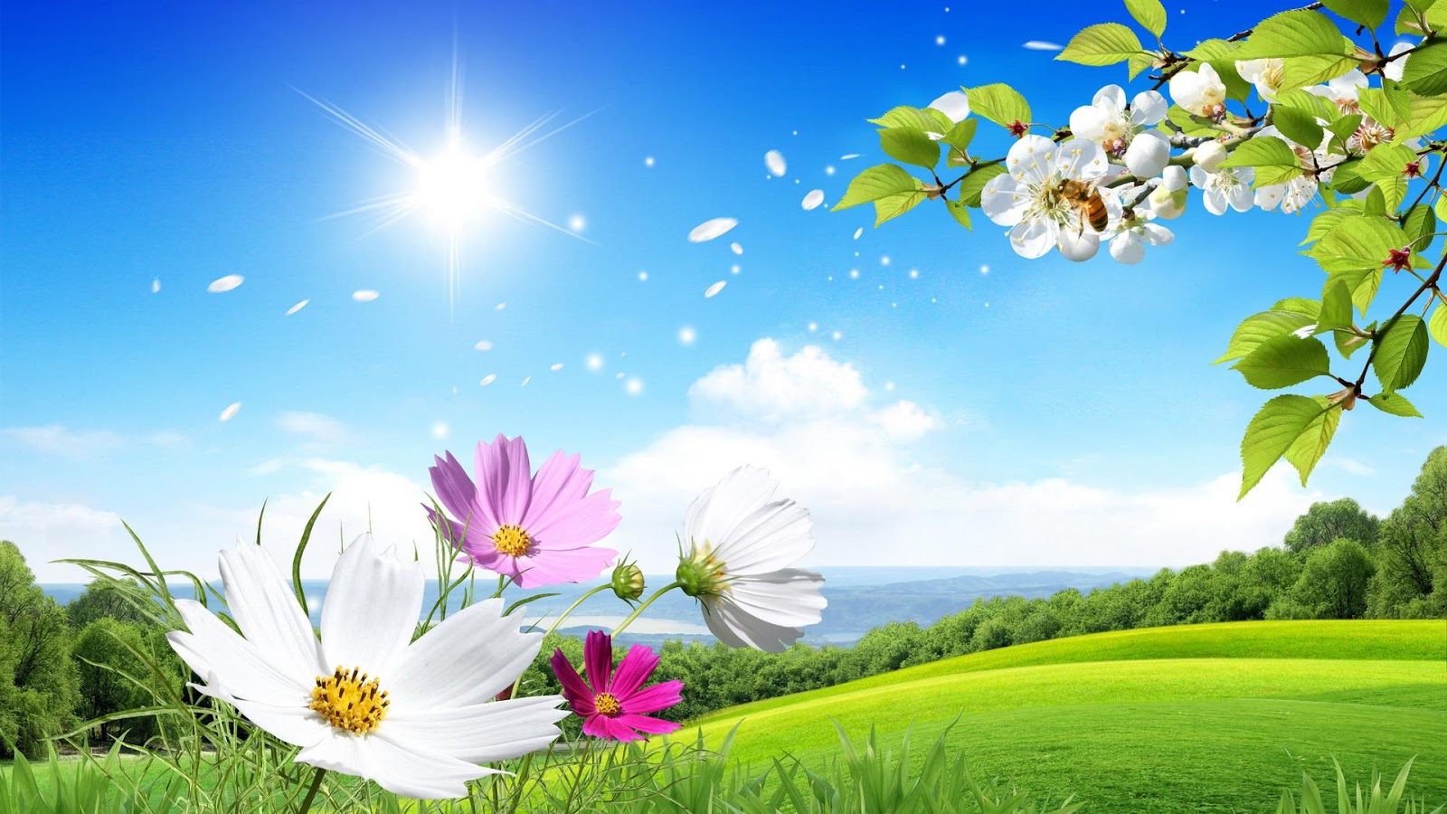 flowers for flower lovers.: Flowers wallpapers natural sceneries.