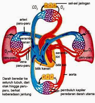 Sistem Peredaran Darah Sistem Peredaran Darah