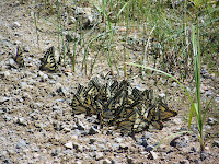 Boreal Swallowtail congregation