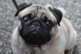 Zampino Gedenkt Sich Zu Vermahlen Startseite