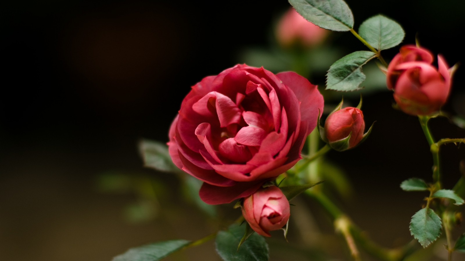 free wallpicz: Wallpaper Desktop Rose Flower
