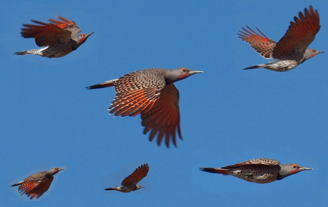 Birding Is Fun!: Red-shafted Northern Flicker in Flight