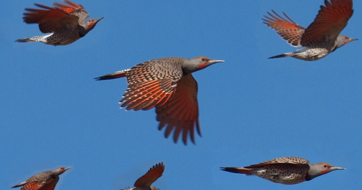 Birding Is Fun! Redshafted Northern Flicker in Flight