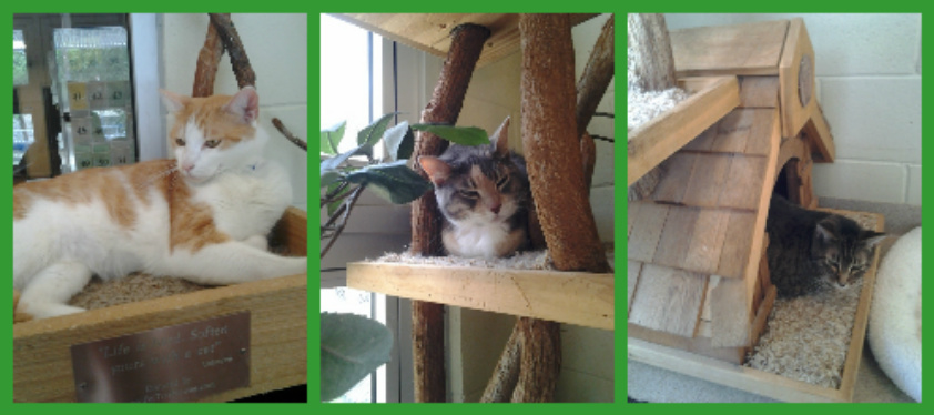 Free Roam Cat Rooms In Animal Shelters Free Roam Cat Rooms In Animal Shelters