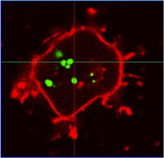 Stem Cells