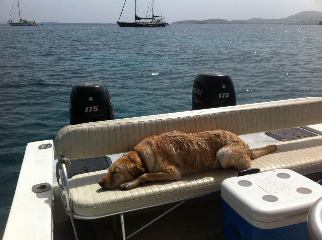 Life In the Virgin Islands Life on the Rock! Boating With Dogs in