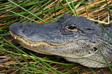 American alligator basking in the sun, Everglades National Park, South Florida