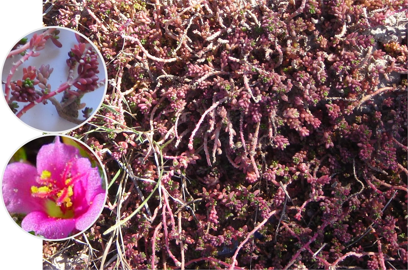 v e r d e c h a c o: Portulaca