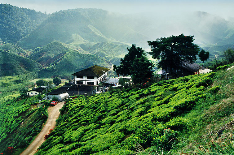 Traveler Guide  Cameron Highlands