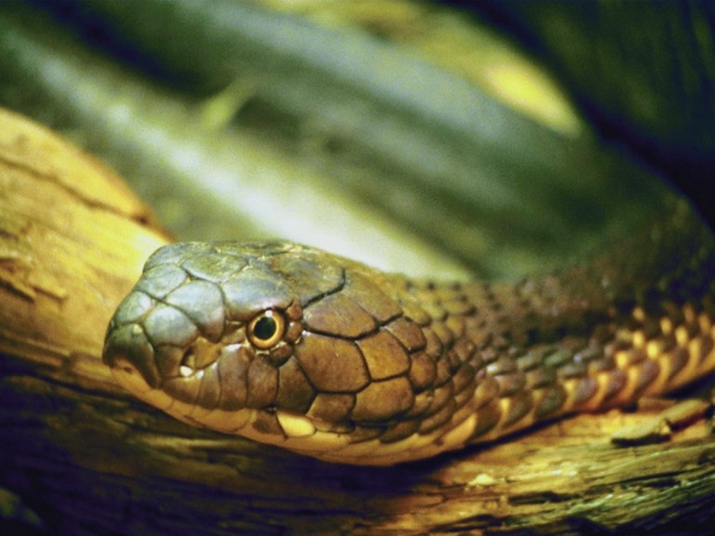 http://4.bp.blogspot.com/-jarZThROByA/TwZtwaNGaGI/AAAAAAAABO8/kHF1TEbS_gA/s1600/Snakes-Wallpapers-05.jpg