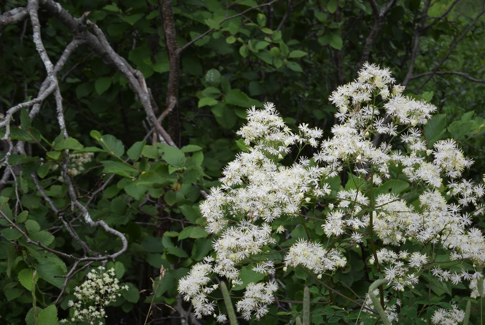 HappiLeeRVing Wildflowers of Canada