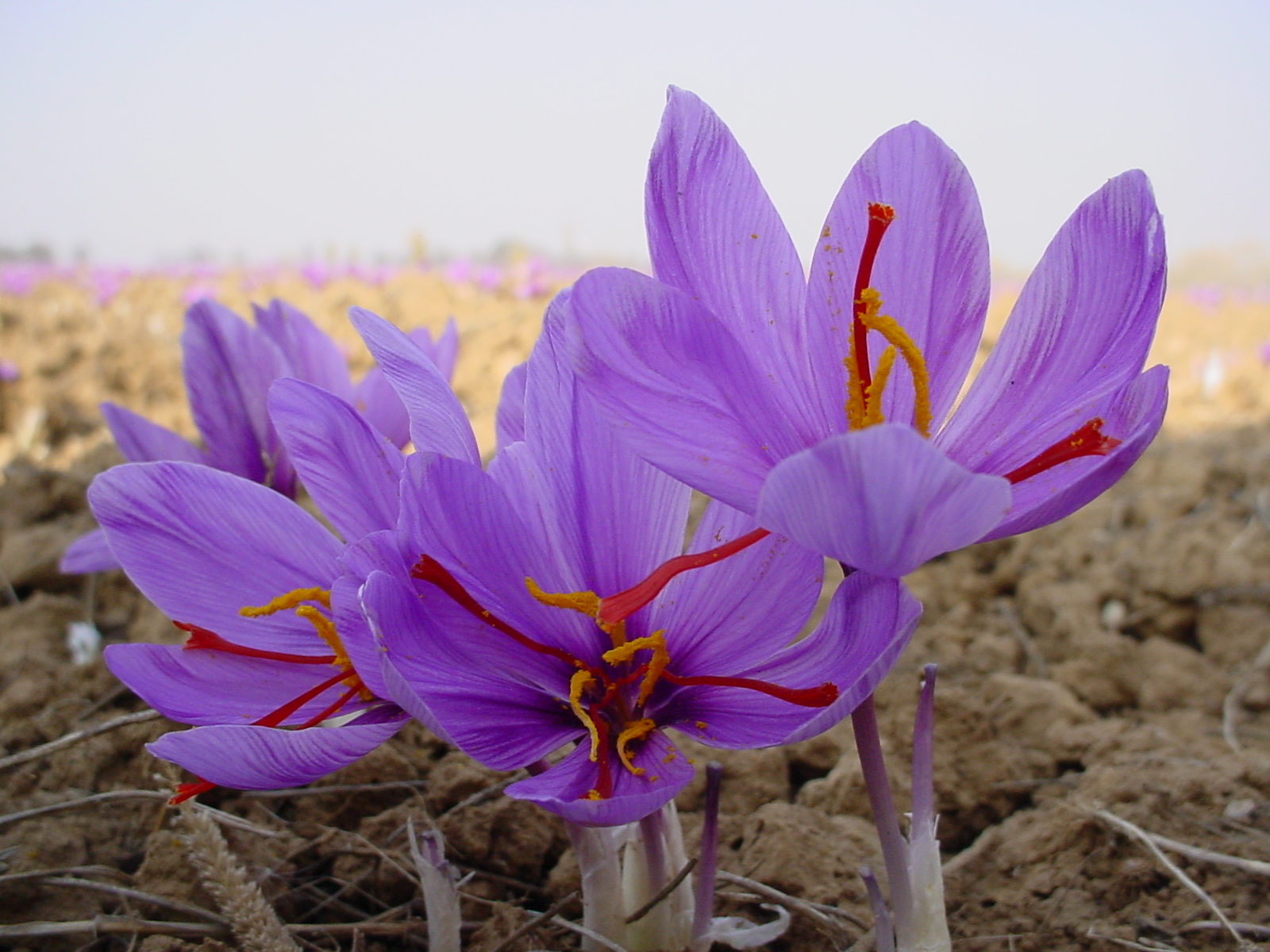 flowers for flower lovers saffron flowers details flowers for flower lovers saffron flowers details