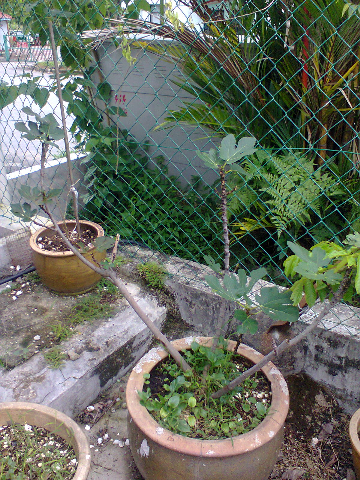 TaMAn TEmPErATe: Pokok Buah Tin / Buah Fig / Buah Ara ...