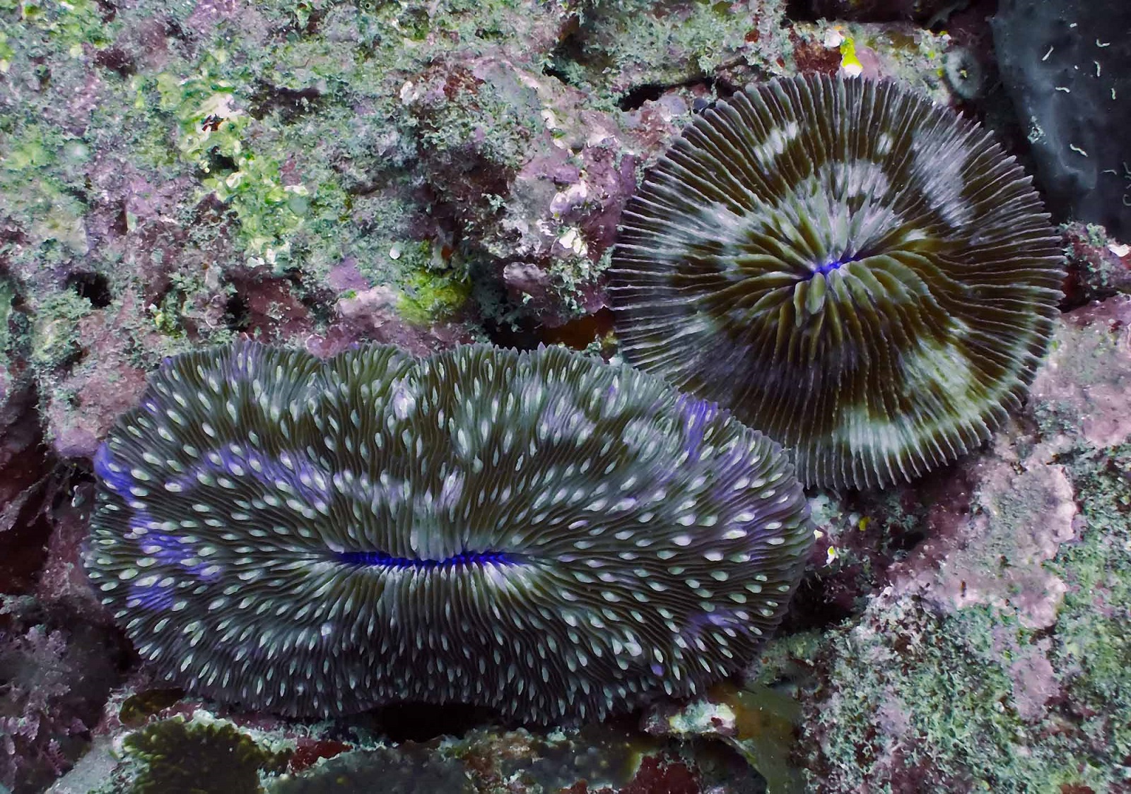 Real Monstrosities Mushroom Coral