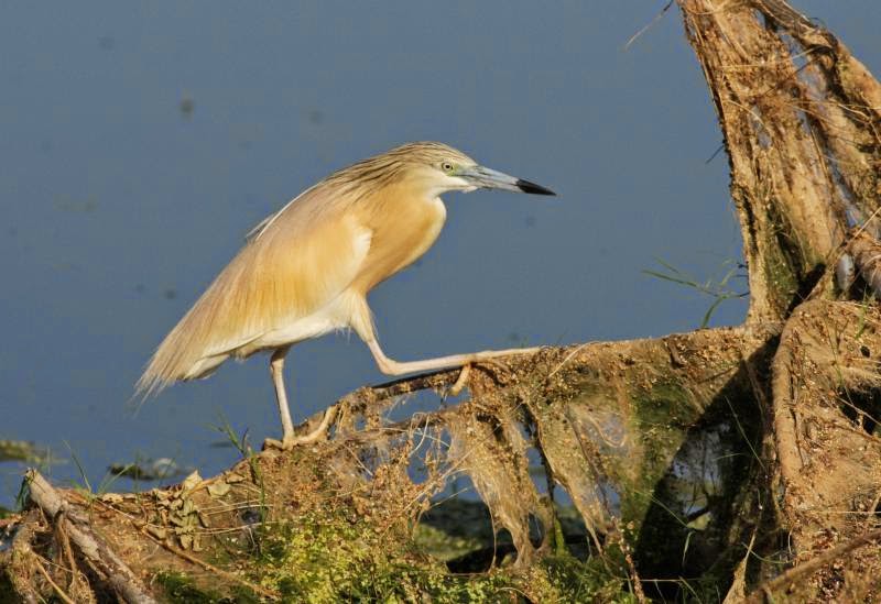 Squacco Heron photography copyright Iordan Hristov Squacco Heron photography copyright Iordan Hristov