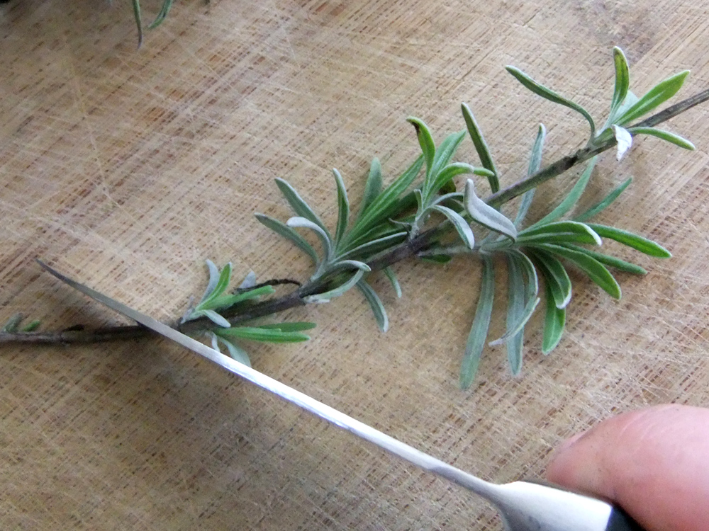 How to create dozens of lavender plants from a single parent plant 