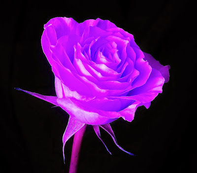 art institue purple flower painting