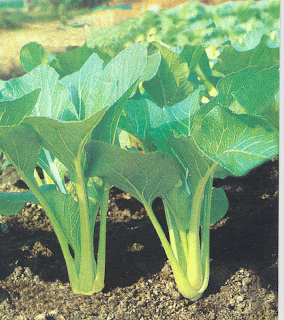 Sayur Sehat Pencegah Tulang Keropos Sayur Sehat Pencegah Tulang Keropos