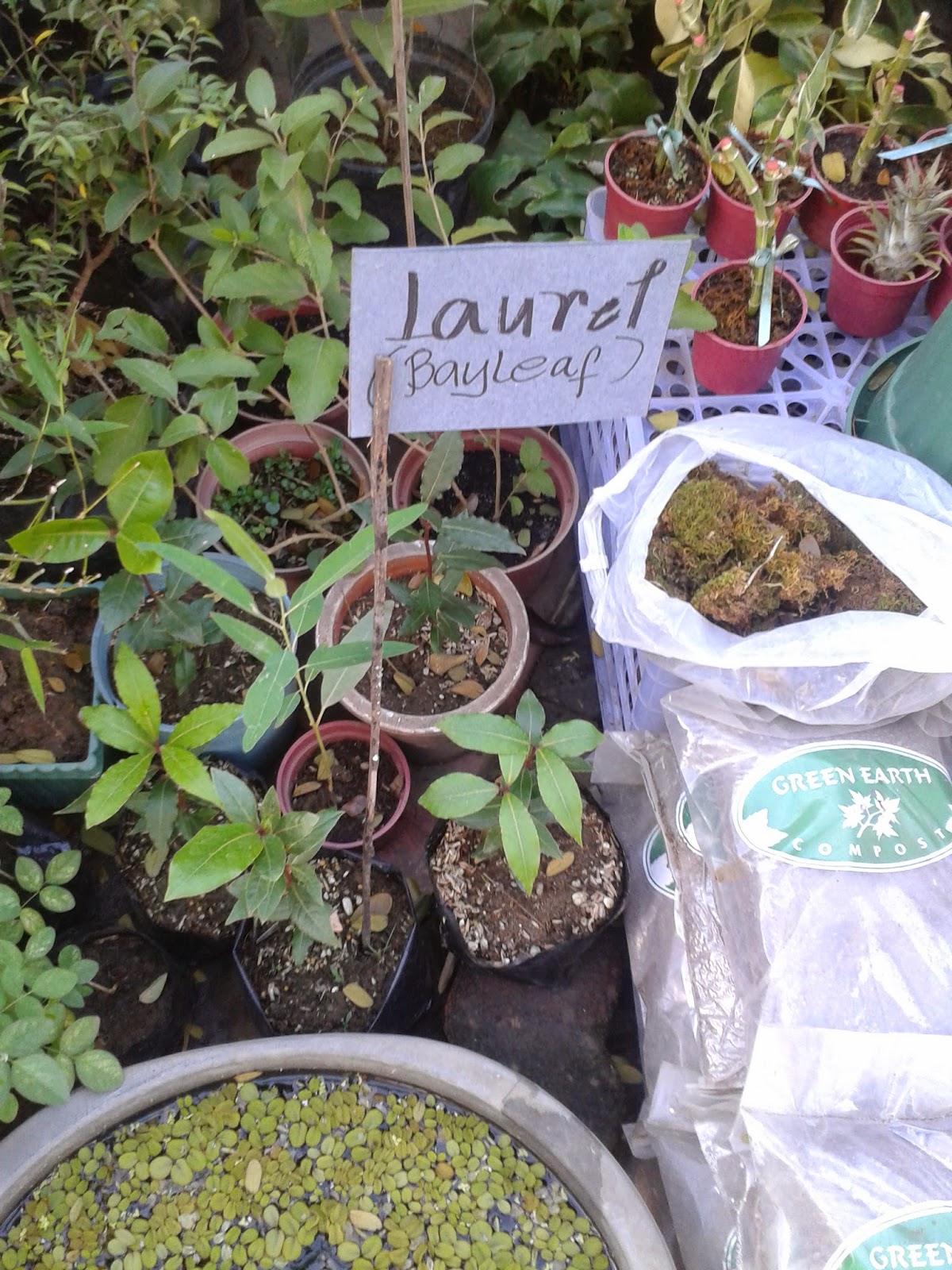 Philippine Culture and Surprises Ornamental Plants for sale in QC circle