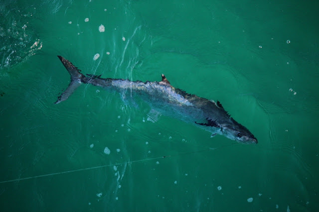 Very nice work, photo of fort fishing pier
