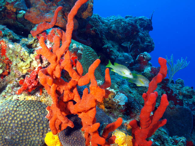 pics of sponges