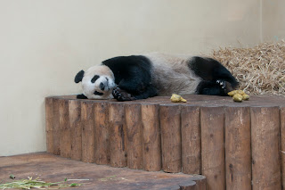 Tian Tian at Edinburgh Zoo