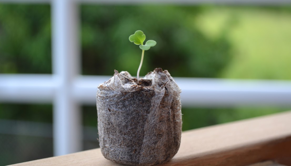 Container Gardening in Puerto Rico The more the merrier Arugula!
