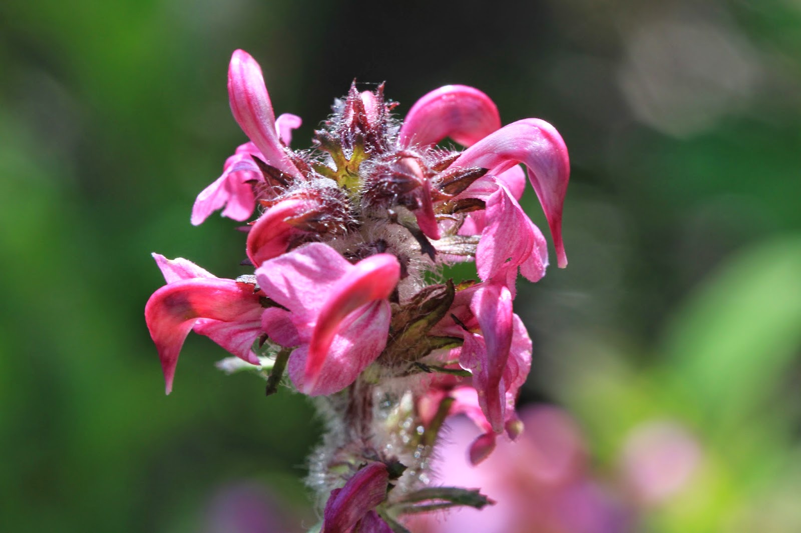 TravelMarx Kendall Katwalk (and Beyond) Hike