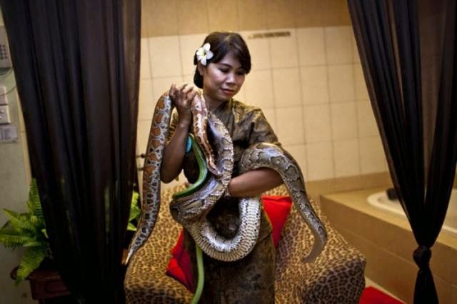 Reflexology - Massage python An employee demonstrates a spa massage with reflexology pythons Center in Bali October 27, 2013, in Jakarta, Indonesia.