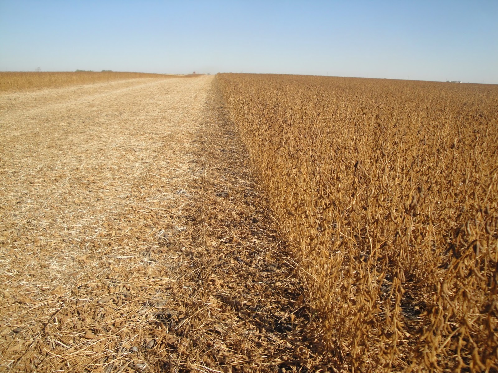 HyMark High Spots 99 Bushel Beans In Kansas
