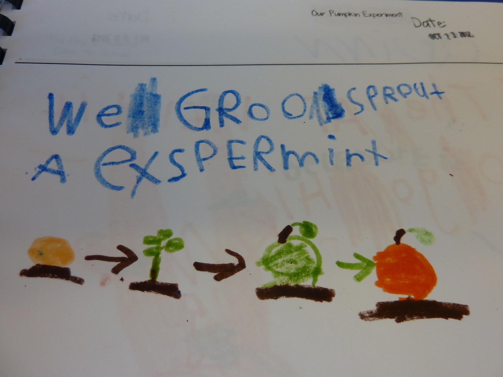 Little Learning Wonders: The Pumpkin Experiment Continues...