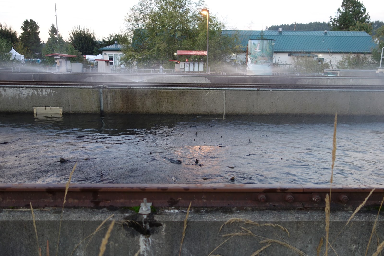 Moments of Delight...Anne Reeves Seattle Salmon Days in Issaquah...or