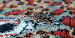 The bug that sprayed Louise earlier The bug that sprayed Louise earlier