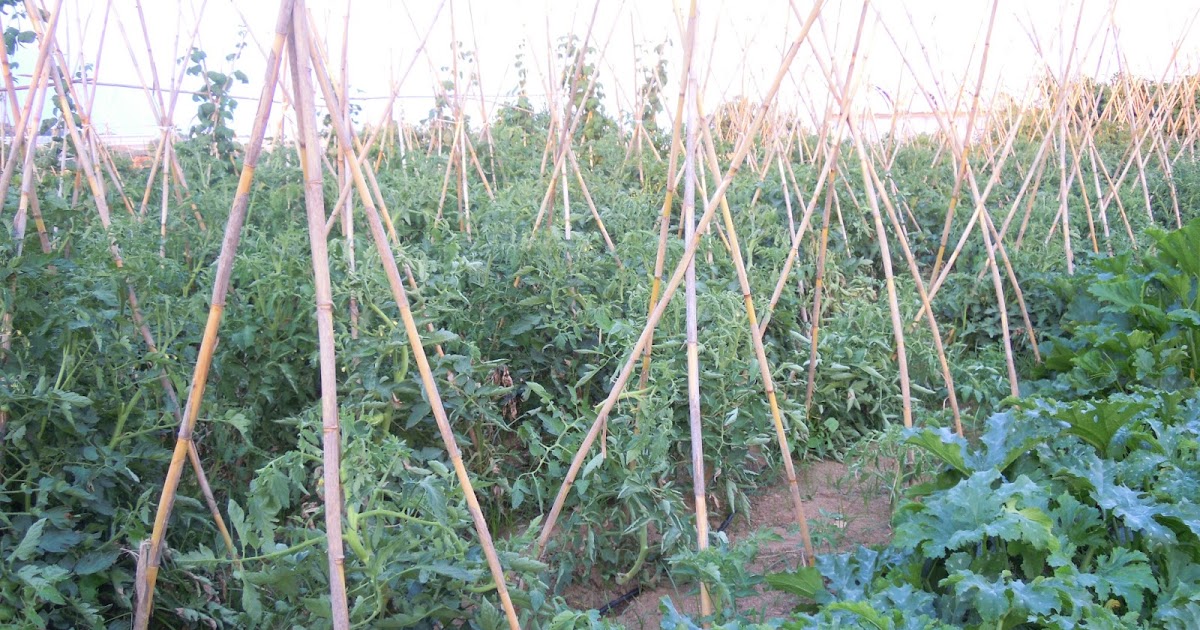 Huerto ecológico en la terraza o balcón de casa: TOMATES
